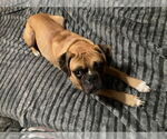 Small #1 Boxer