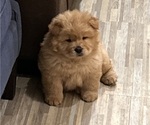 Small Photo #4 Chow Chow Puppy For Sale in CICERO, IL, USA