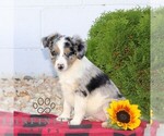 Small Miniature Australian Shepherd