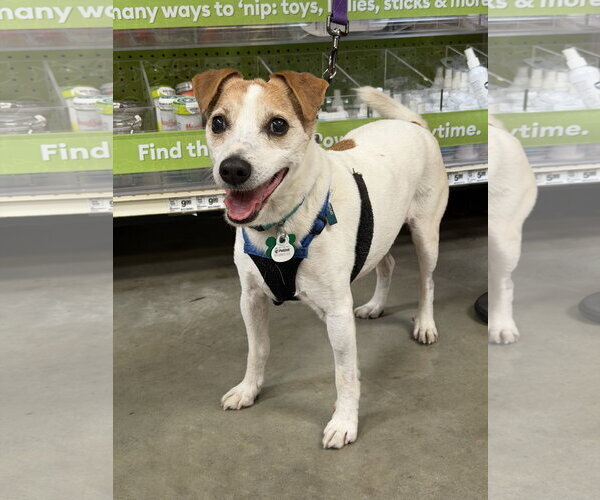 Medium Photo #2 Mutt Puppy For Sale in Mission Viejo, CA, USA