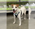 Small #1 Mutt