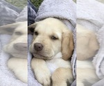 Small Photo #3 Labrador Retriever Puppy For Sale in GULFPORT, FL, USA