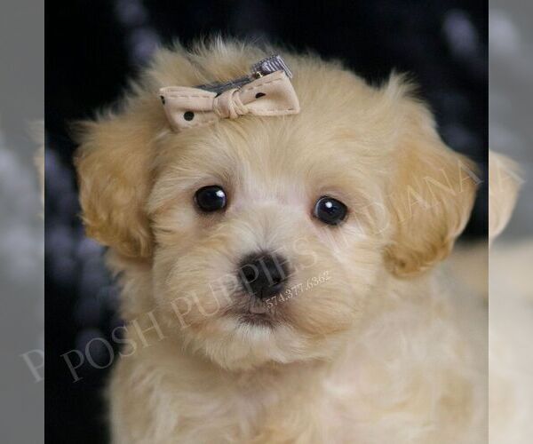 Medium Photo #2 Maltipoo (Miniature) Puppy For Sale in WARSAW, IN, USA