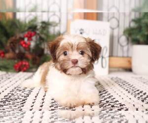 Havanese Puppy for sale in NAPLES, FL, USA
