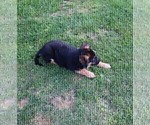 Small Photo #4 German Shepherd Dog Puppy For Sale in BRIDGEWATER, NH, USA