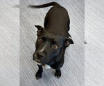Small #3 Mutt