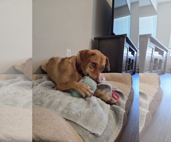 Medium Photo #3 Labrador Retriever-Unknown Mix Puppy For Sale in The Woodlands, TX, USA