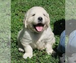 Small Photo #5 English Cream Golden Retriever Puppy For Sale in PARTRIDGE, KS, USA