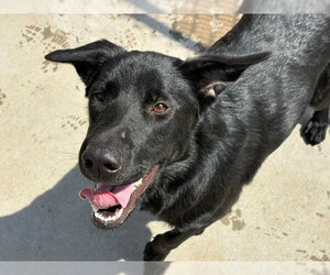 German Shepherd Dog Dogs for adoption in Tulsa, OK, USA