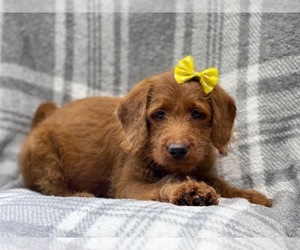 Miniature Labradoodle Puppy for sale in LAKELAND, FL, USA