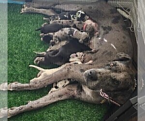 Mother of the Great Dane puppies born on 03/23/2024