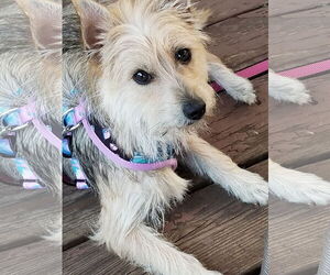Mutt Dogs for adoption in Mount Laurel, NJ, USA