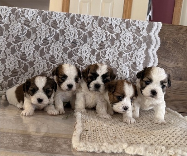 Medium Photo #6 Cavachon-Shih Tzu Mix Puppy For Sale in THORP, WI, USA