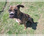 Small #4 Boxer