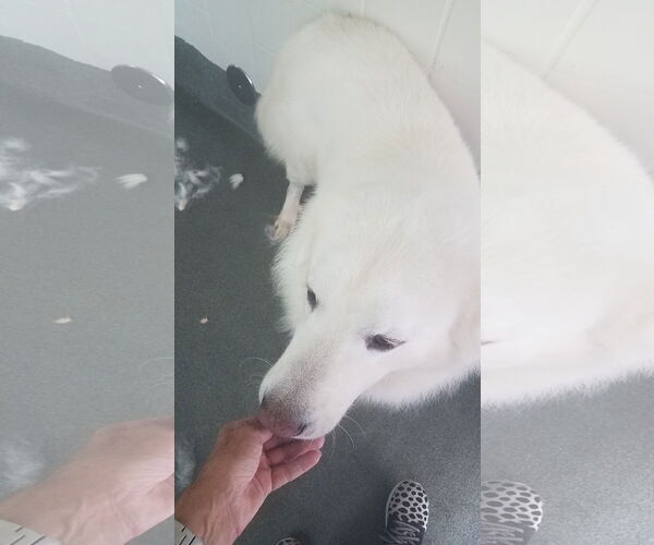 Medium Photo #9 Great Pyrenees-Unknown Mix Puppy For Sale in Houston, TX, USA