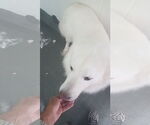 Small #8 Great Pyrenees Mix
