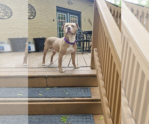 Medium Photo #4 Mutt Puppy For Sale in Crete, IL, USA