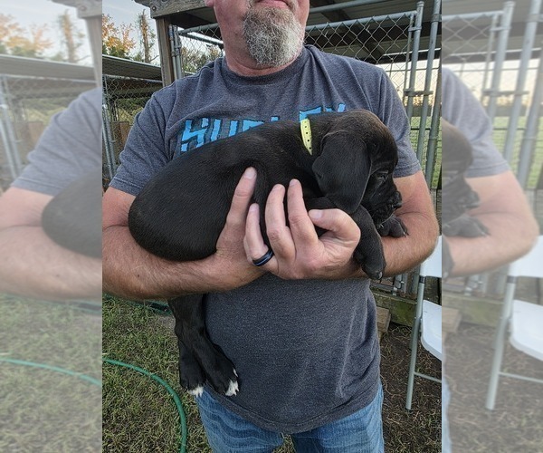 Medium Photo #2 Cane Corso Puppy For Sale in WALTERBORO, SC, USA
