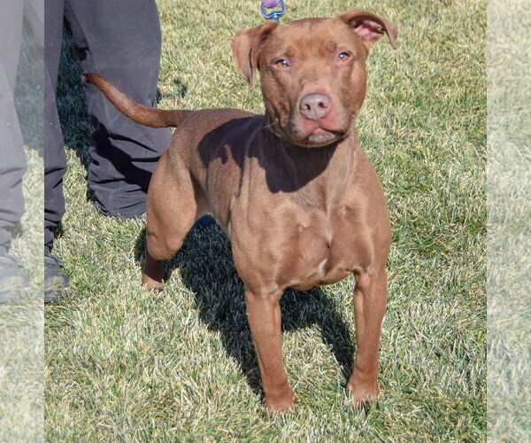 Medium Photo #4 American Staffordshire Terrier-Chocolate Labrador retriever Mix Puppy For Sale in Huntley, IL, USA
