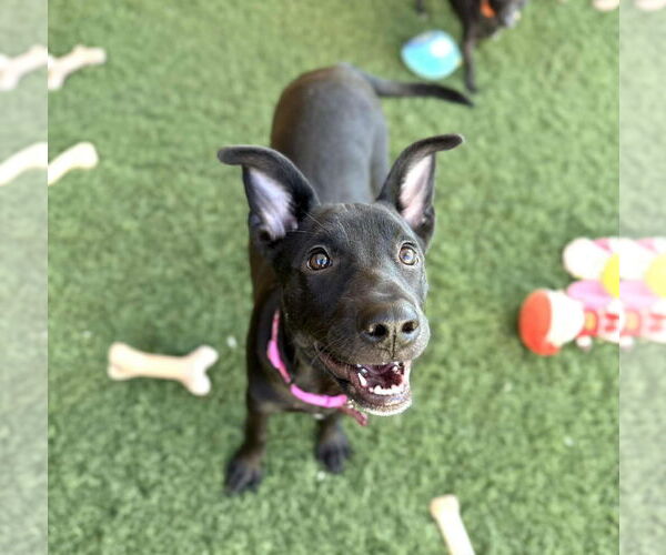Medium Photo #15 American Staffordshire Terrier-German Shepherd Dog Mix Puppy For Sale in phoenix, AZ, USA