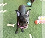 Small #14 American Staffordshire Terrier-German Shepherd Dog Mix
