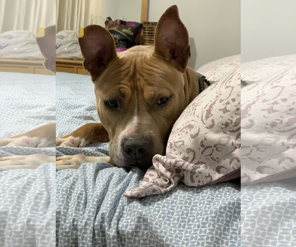 Medium Photo #2 Mutt Puppy For Sale in Holly Springs, NC, USA