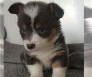 Pembroke Welsh Corgi Puppy for sale in MILTON, WI, USA