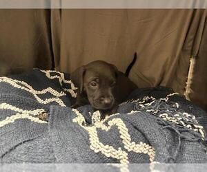 Mutt Dogs for adoption in Grovetown, GA, USA