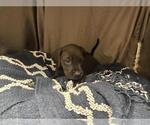 PIXIE - Female Mutt Dog for Adoption - Small photo