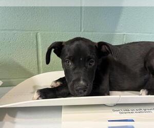Siberian Husky-Unknown Mix Dogs for adoption in Grand Prairie, TX, USA