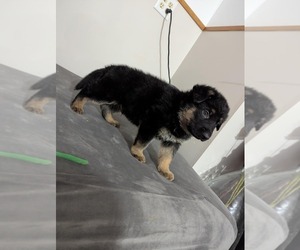 German Shepherd Dog Puppy for sale in DAVENPORT, IA, USA