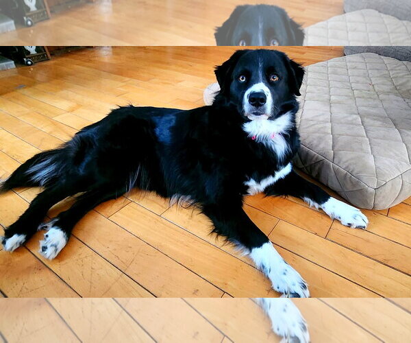 Medium Photo #4 Border Collie Puppy For Sale in Hewitt, NJ, USA