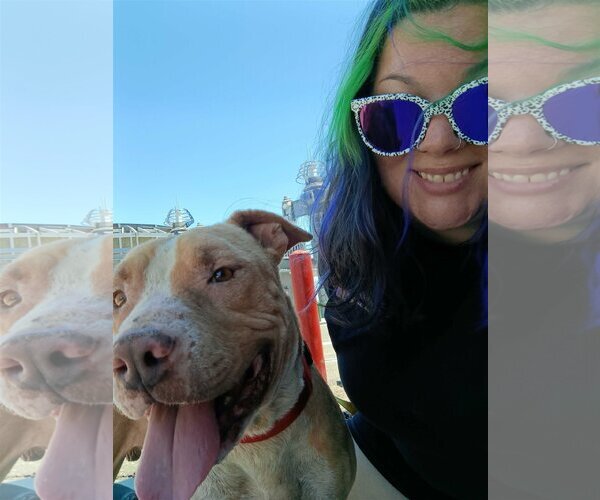 Medium Photo #9 American Pit Bull Terrier-Unknown Mix Puppy For Sale in Sandy, UT, USA