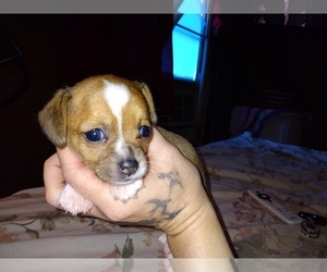 Chiweenie Puppy for sale in ARAB, AL, USA
