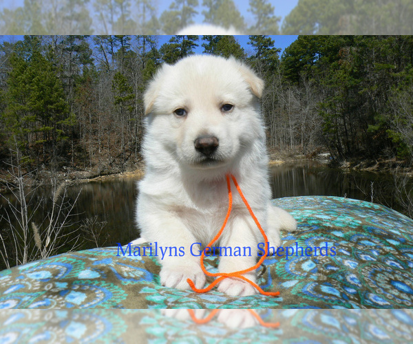 Medium Photo #6 German Shepherd Dog Puppy For Sale in PIEDMONT, MO, USA