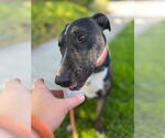 Small #11 Bull Terrier Mix