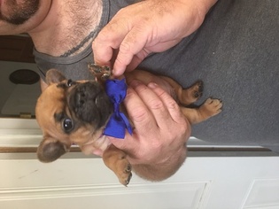 Bulldog Puppy for sale in GALT, CA, USA