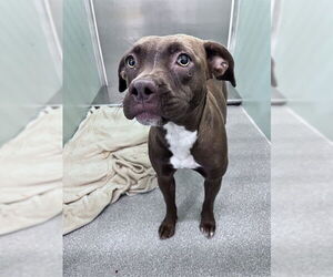 American Staffordshire Terrier Dogs for adoption in Palmetto, FL, USA