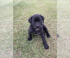 Alapaha Blue Blood Bulldog Puppy for sale in ALBANY, GA, USA