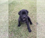 Small Photo #1 Alapaha Blue Blood Bulldog Puppy For Sale in ALBANY, GA, USA