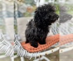 Small Photo #9 ShihPoo Puppy For Sale in SOUTH ORANGE, NJ, USA