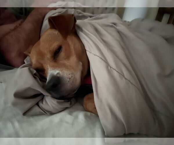 Medium Photo #7 American Pit Bull Terrier-Staffordshire Bull Terrier Mix Puppy For Sale in Raleigh, NC, USA