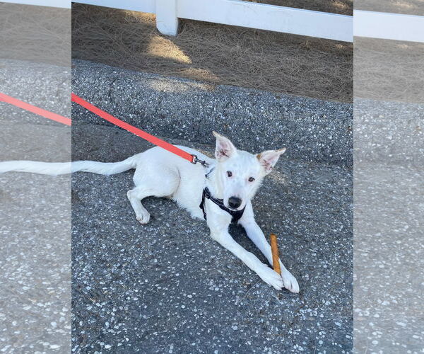 Medium Photo #2 Border Collie-Unknown Mix Puppy For Sale in La Verne, CA, USA