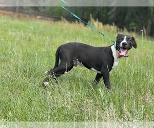 American Staffordshire Terrier Puppy for sale in LAKELAND, FL, USA