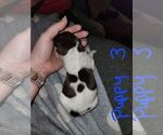 Small Photo #12 German Shorthaired Pointer Puppy For Sale in BEULAVILLE, NC, USA