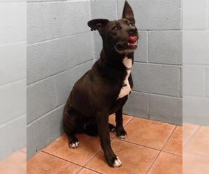 Labrador Retriever-Unknown Mix Dogs for adoption in Downey, CA, USA