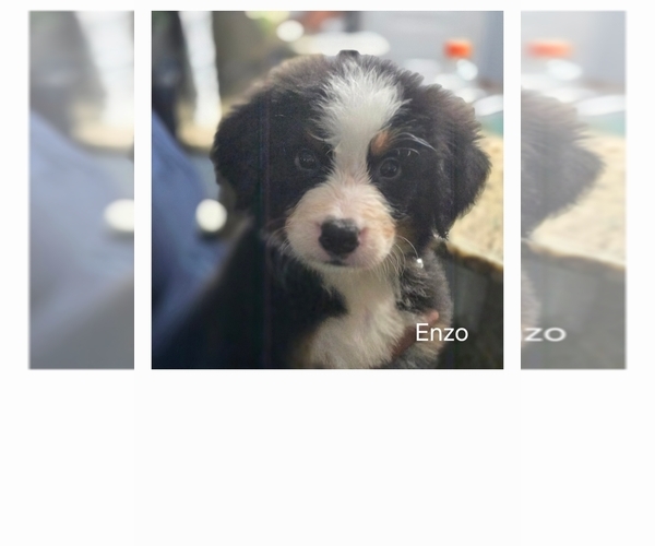Medium Photo #5 Bernese Mountain Dog-Cockapoo Mix Puppy For Sale in COLUMBIA, SC, USA