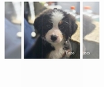 Small #4 Bernese Mountain Dog-Cockapoo Mix