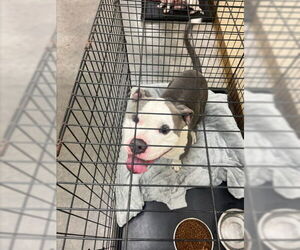 American Pit Bull Terrier-Unknown Mix Dogs for adoption in Texas City, TX, USA