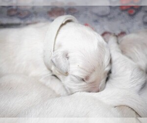 Medium English Cream Golden Retriever